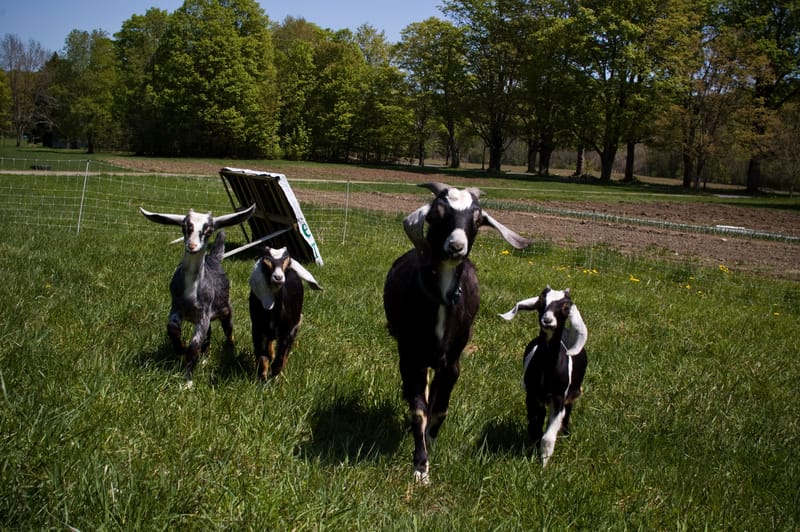 Goat Runway