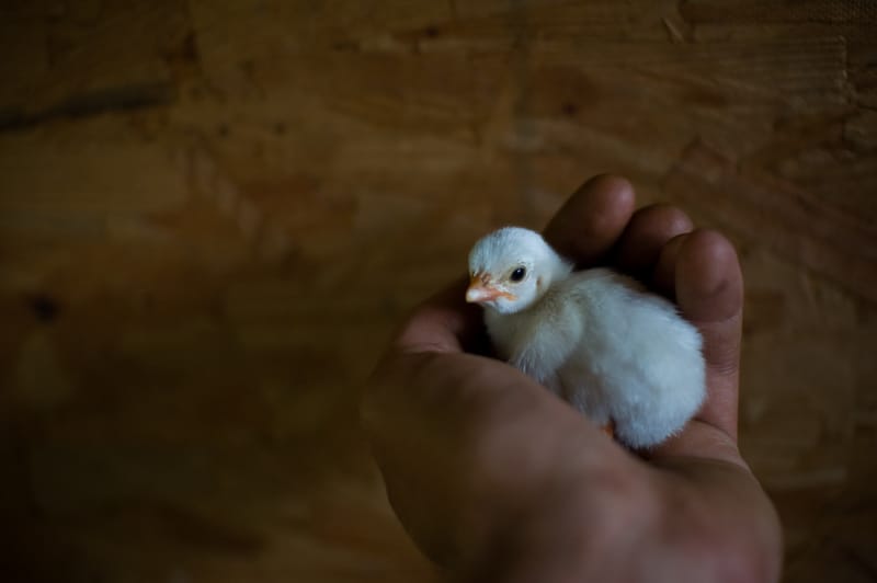 Guinea Daylings