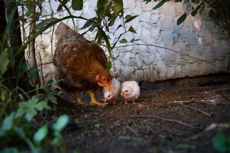 Guinea Fowl, Two Weeks